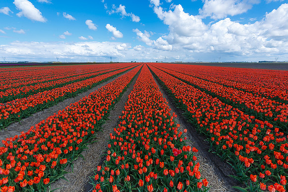Tulpenroute Flevoland 260417-76