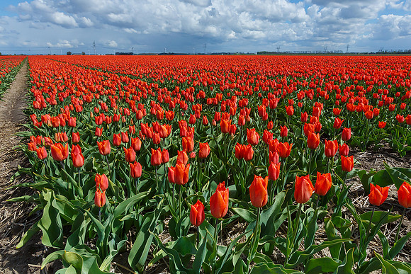 Tulpenroute Flevoland 260417-77