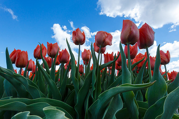 Tulpenroute Flevoland 260417-78