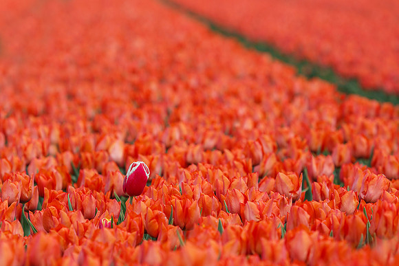 Tulpenroute Flevoland 260417-79