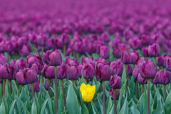 Tulpenroute Flevoland 260417-81