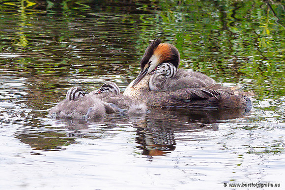 Kust- en Watervogels, Bart Fotografie-546