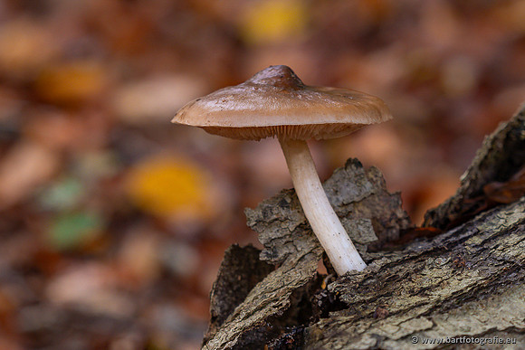 Paddenstoelen 2024-066