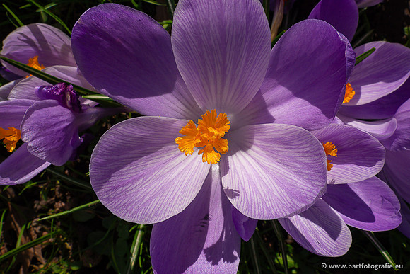Bloemen en Planten Bart Fotografie-1389