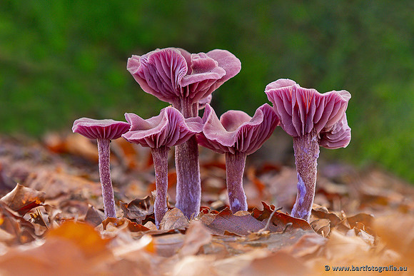 Paddenstoelen 2024-074