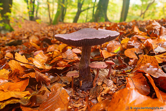 Paddenstoelen 2024-043