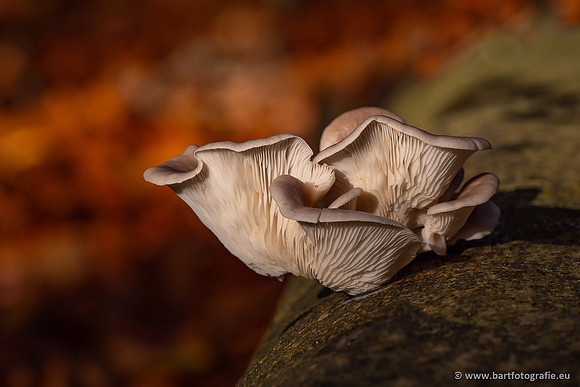 Paddenstoelen 2024-064