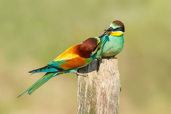 Bijeneters 2017 297