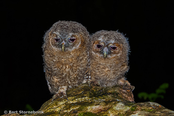 Sorry uilenkindertjes, natuurfotografen zijn nogal storend.