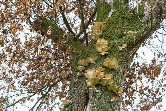 Limburg augustus 2017-75
