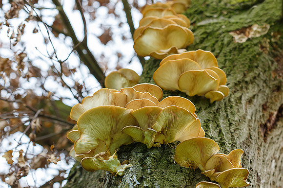 Limburg augustus 2017-76