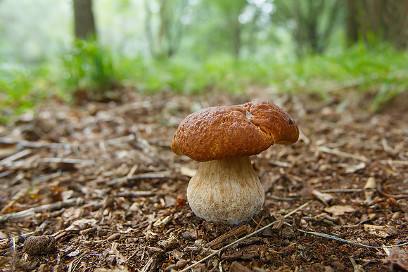 Limburg augustus 2017-77