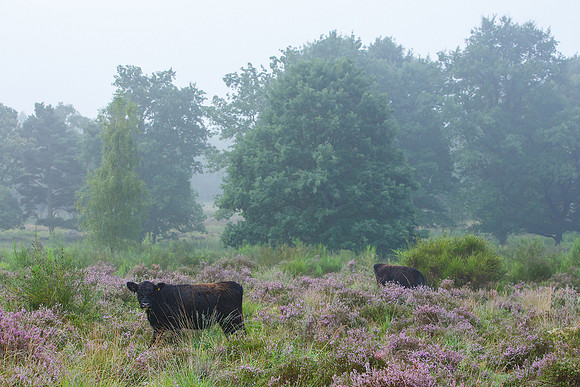 Limburg augustus 2017-92