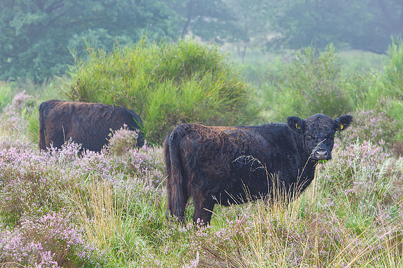 Limburg augustus 2017-94