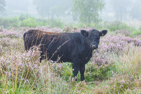 Limburg augustus 2017-95
