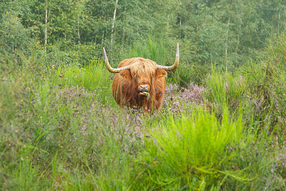 Limburg augustus 2017-104