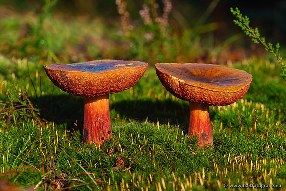 Paddenstoelen 2024-084
