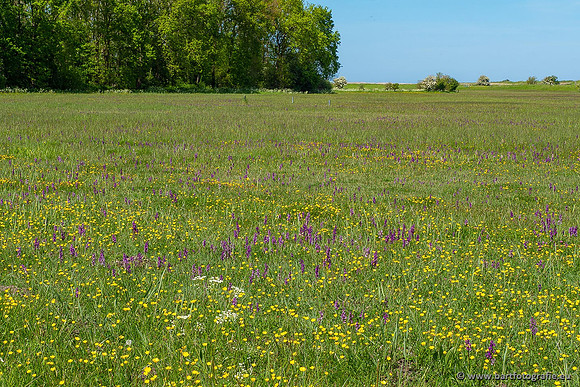 Zeeland, mei 2021-07