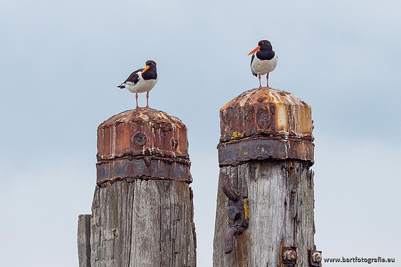 Zeeland, mei 2021-27