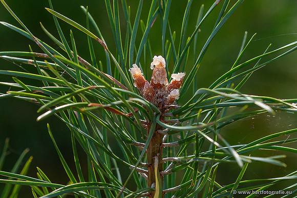 Bloemen en Planten Bart Fotografie-1410