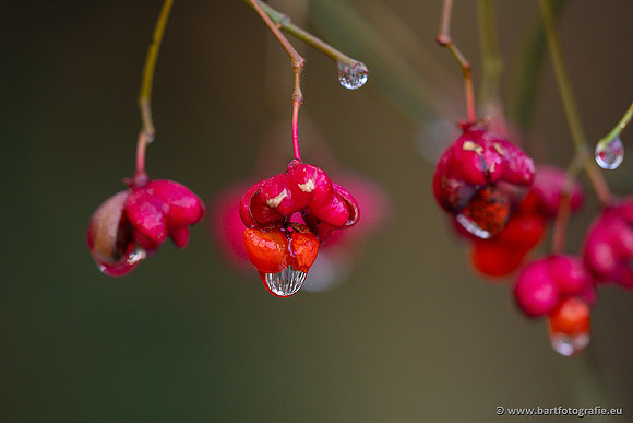 Bloemen en Planten Bart Fotografie-1418