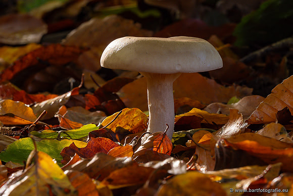 Paddenstoelen 2024-046