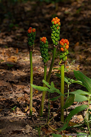 Achterhoek augustus 2020 Bart Fotografie-136