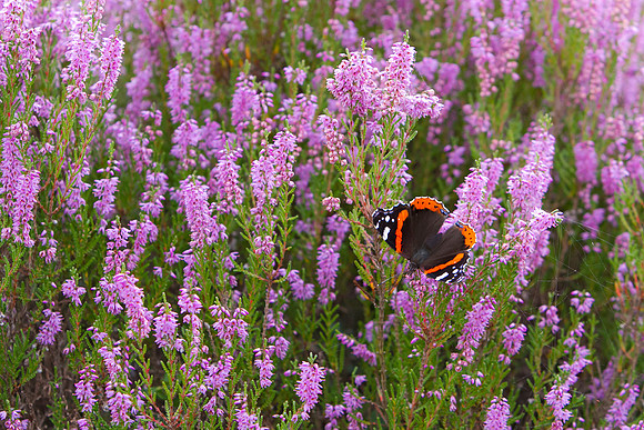 Bart Fotografie Vlinders-041