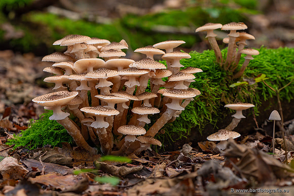 Paddenstoelen 2024-037