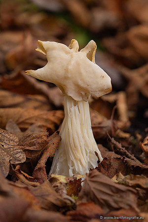 Paddenstoelen 2024-094