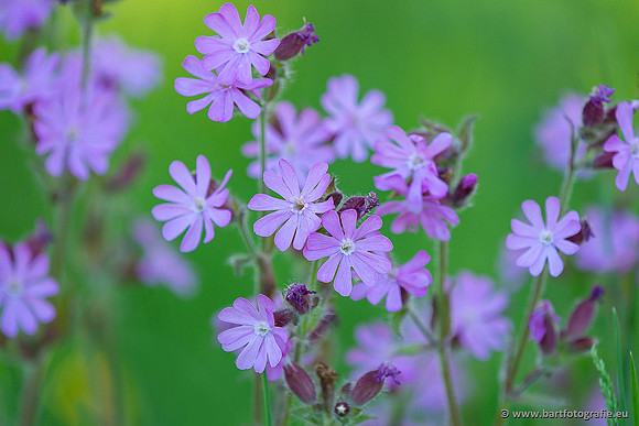 Bloemen en Planten Bart Fotografie-1395