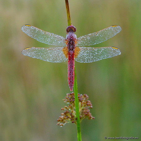 Sloten, Friesland juli 2021-058