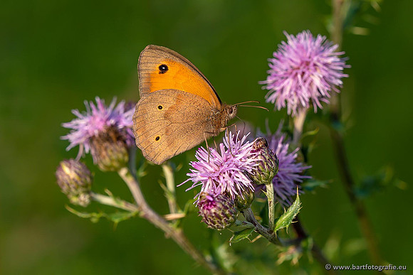 Sloten, Friesland juli 2021-115
