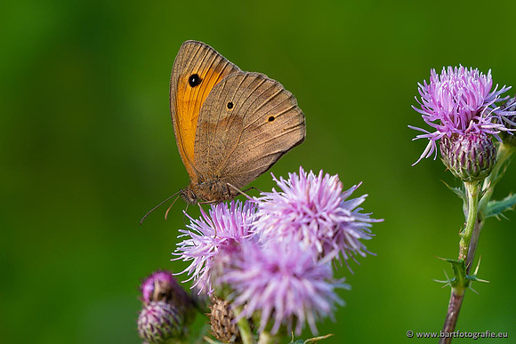 Sloten, Friesland juli 2021-117
