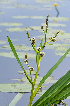 Sloten, Friesland juli 2021-128