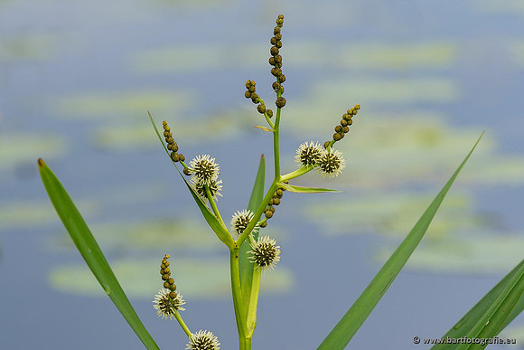Sloten, Friesland juli 2021-129