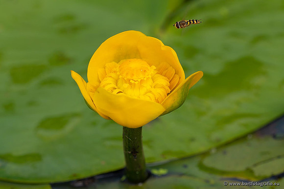 Sloten, Friesland juli 2021-132