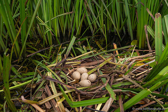Sloten, Friesland juli 2021-135