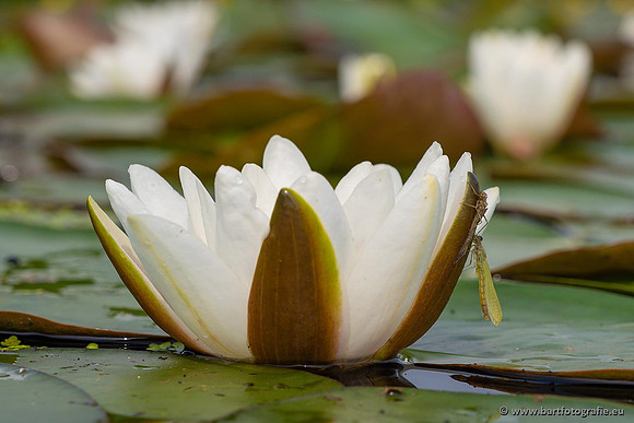 Sloten, Friesland juli 2021-125