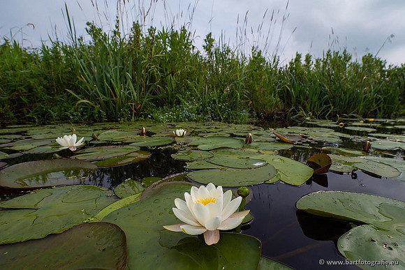 Sloten, Friesland juli 2021-138