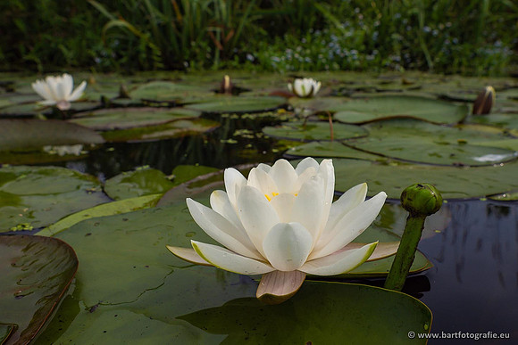 Sloten, Friesland juli 2021-139