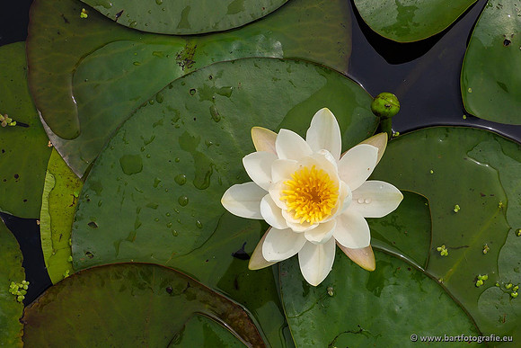 Sloten, Friesland juli 2021-140