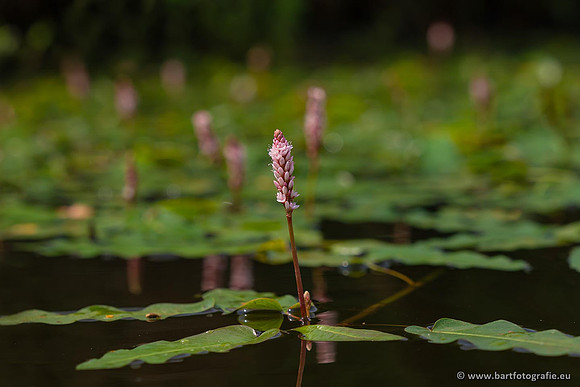 Sloten, Friesland juli 2021-143
