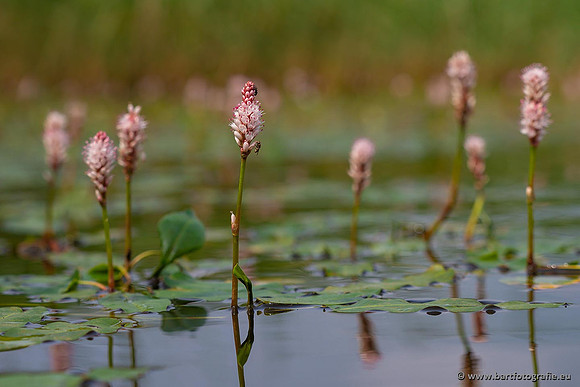 Sloten, Friesland juli 2021-146
