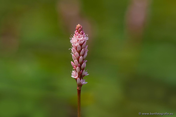 Sloten, Friesland juli 2021-147