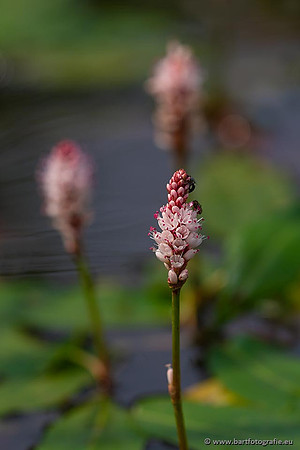 Sloten, Friesland juli 2021-148