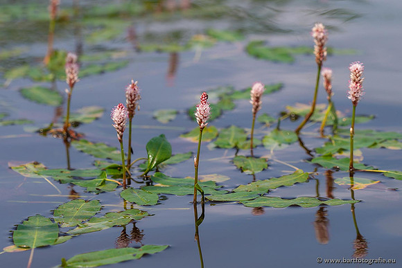 Sloten, Friesland juli 2021-144