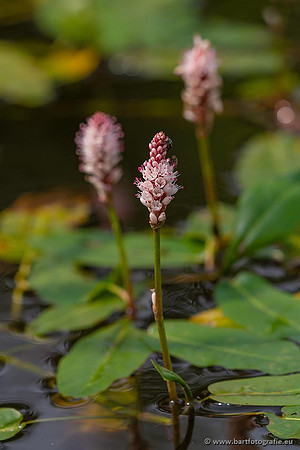 Sloten, Friesland juli 2021-149