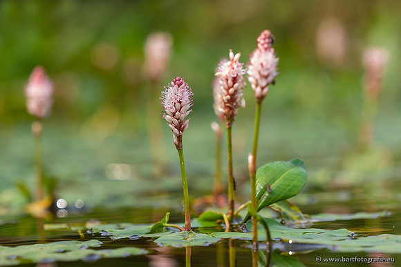 Sloten, Friesland juli 2021-145