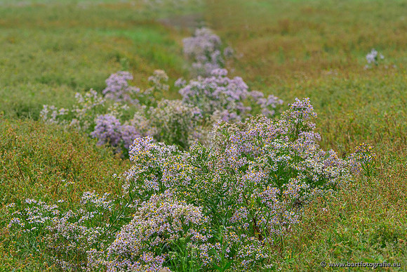 Friesland september 2020 Bart Fotografie-084